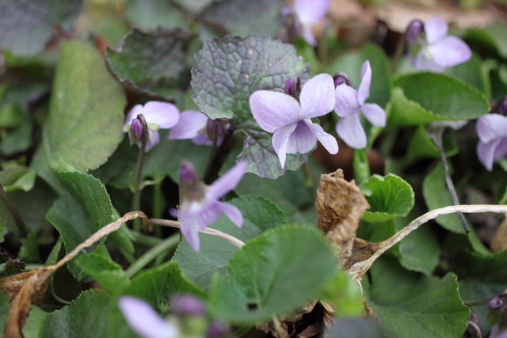 Viola odorata bianca?  Viola alba?   Da rianalizzare